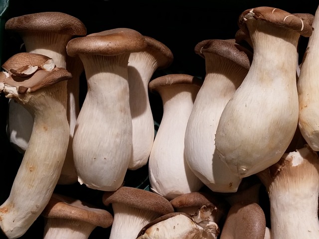 Champignon : les bienfaits de l’hericium erinaceus sur la santé ?